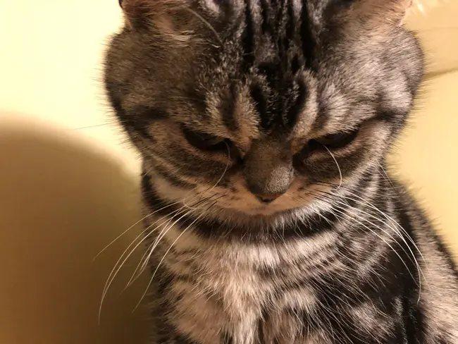 Registered Veterinarian Technologist : 注册兽医技术员