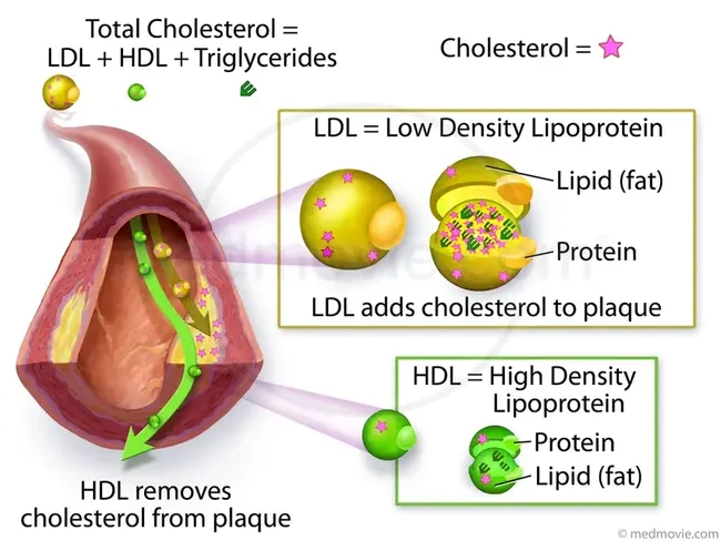 Total cholesterol and high-density lipoprotein : 总胆固醇和高密度脂蛋白