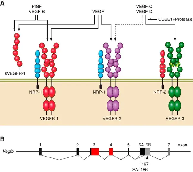 Vascular-endothelial-growth-factor : 血管内皮生长因子