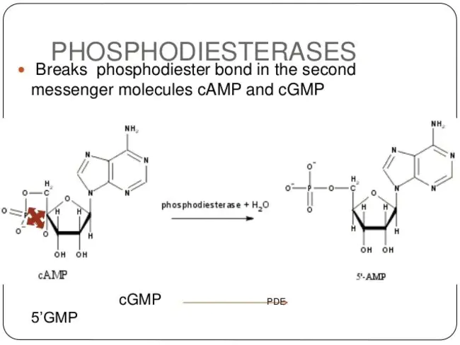 Phosphodiesterase : 磷酸二酯酶
