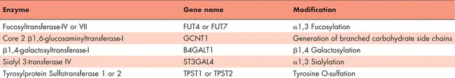 Human P-selectin glycoprotein ligand : 人P-选择素糖蛋白配体