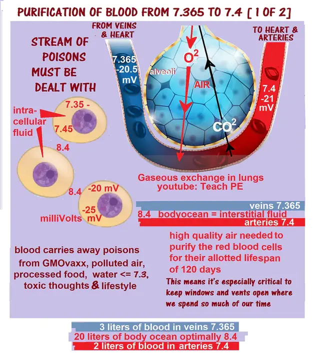 Interstitial Fluid : 间质流体