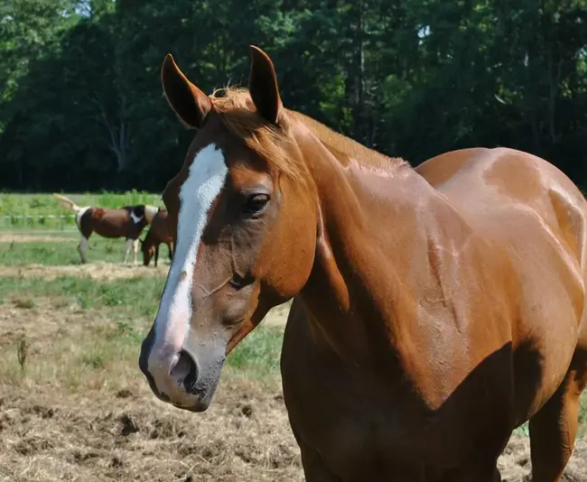 Horse Serum Albumin : 马血清白蛋白