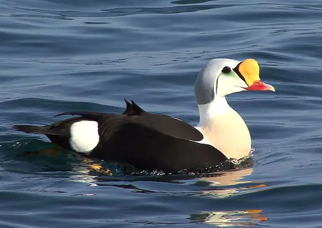 COmmon EIder : 普通EIder