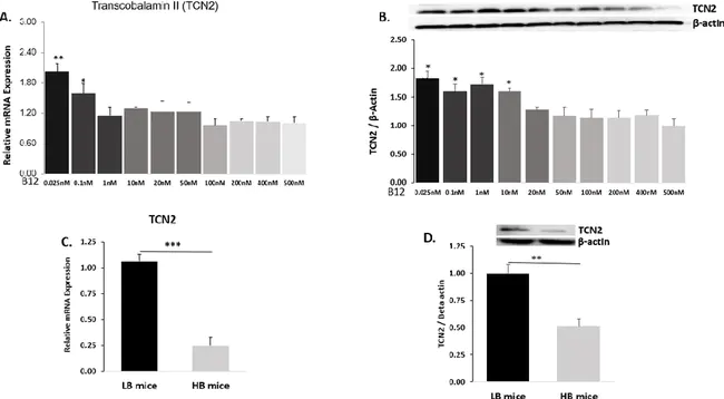 human α-defensin : 人α-防御素