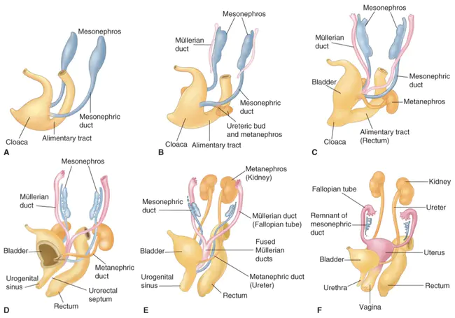 preanal ganglion : 前神经节