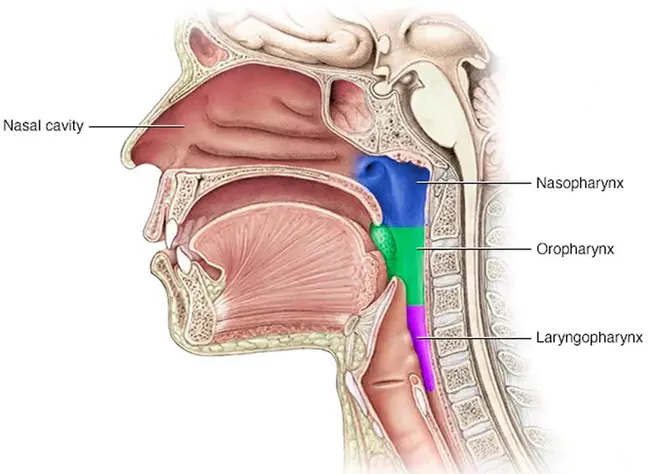 nasopharyngeal : 鼻咽的