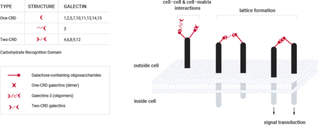 Galectin-1 (protein) : 半乳糖凝集素-1（蛋白质）