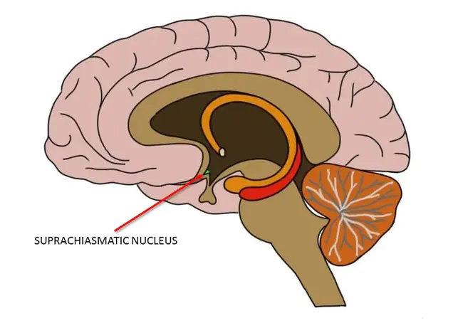 suprachiasmatic nucleus : 视交叉上核