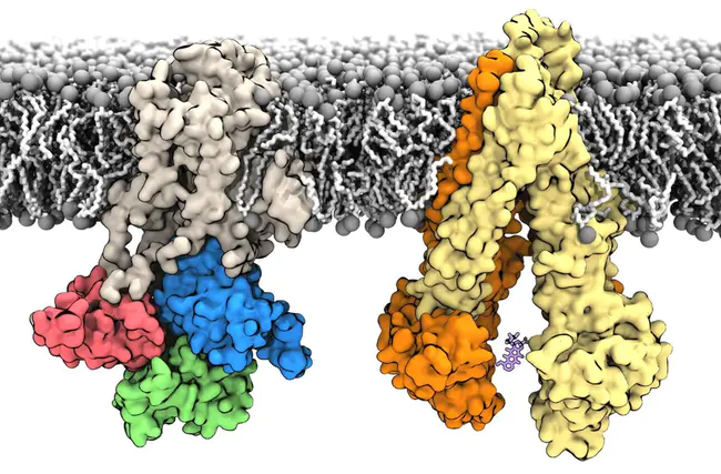 membrane-bound O-acetyltransferases : 膜结合O-乙酰转移酶