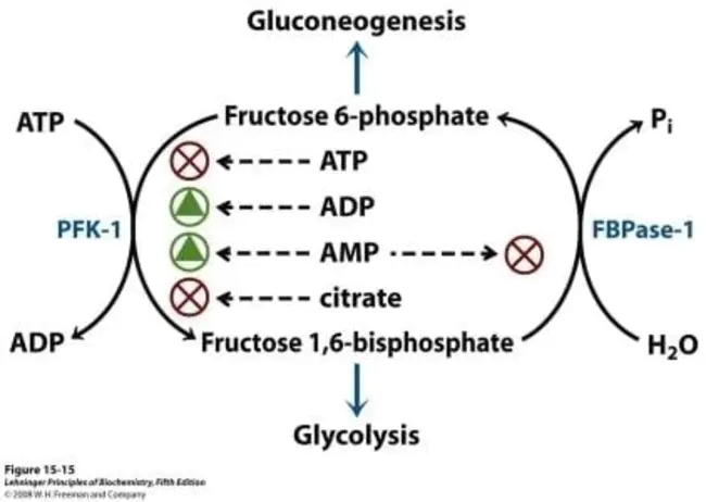 phosphofructokinase-1 : 磷酸果糖激酶-1