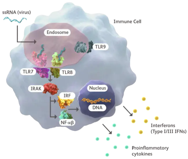 Toll-Like Receptor(S) : 类Toll受体