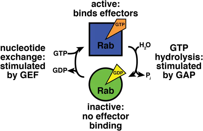 nucleotide-binding oligomerization domain : 核苷酸结合寡聚化域