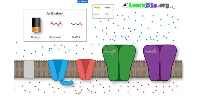 Ion Channel Receptor : 离子通道受体