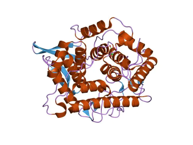 Beta-Xylanase Unit : β-木聚糖酶单位