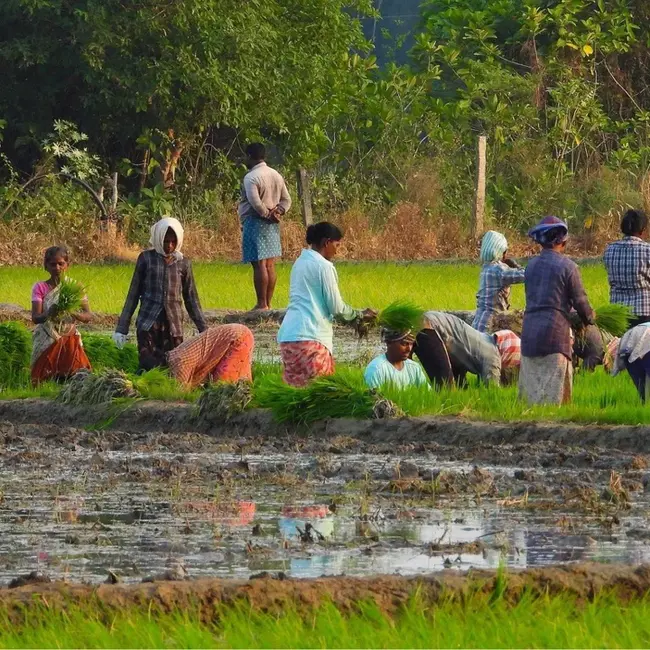 Rural Landless Employment Guarantee Programme (India) : 农村无地就业保障计划（印度）