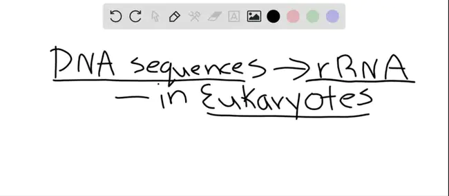 Single Nucleotide Polymorphysm(S) : 单核苷酸多态性