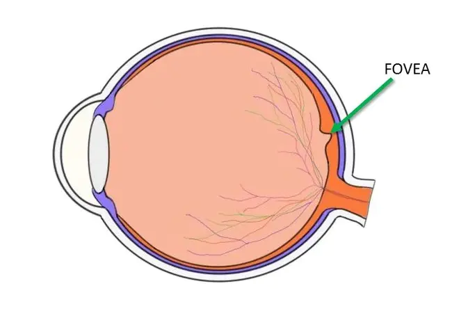 fovea : 凹