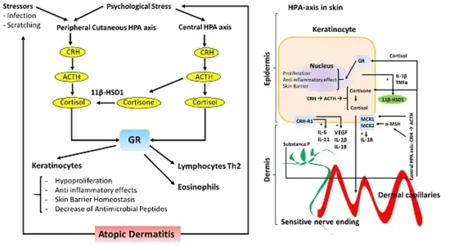 hypothalmic-pituitary-adrenal axis : 下丘脑-垂体-肾上腺轴