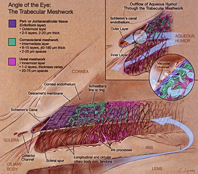 Trabecular Meshwork : 小梁网