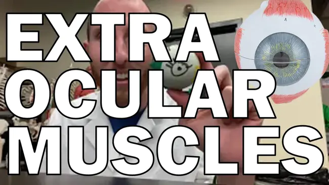 Extraocular muscle : 眼外肌