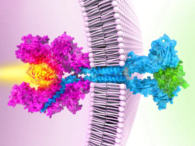 Janus kinase : 詹纳斯激酶