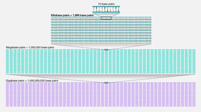 Kilo-Base Pair : 千碱基对
