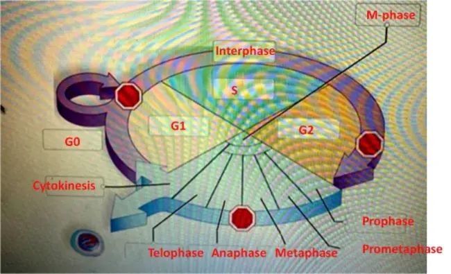 Prophase Metaphase Anaphase Telophase : 前期中期后期末期