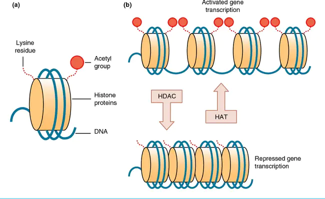 Histone AcetylTransferase : 组蛋白乙酰转移酶