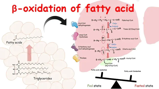 Fluoride Uranium Carbon Potassium : 氟化物铀碳钾