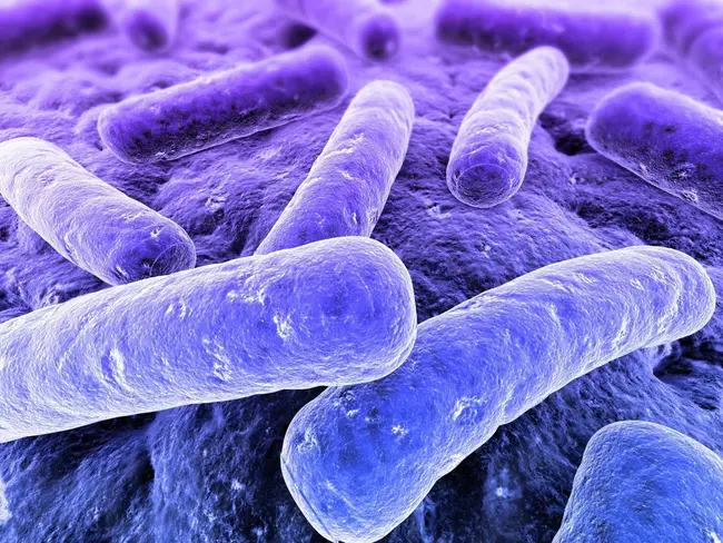 Fecal Macrobiota Transfer : 粪便微生物群转移