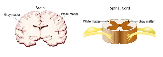 Central Nervous System Demyelination : 中枢神经系统脱髓鞘