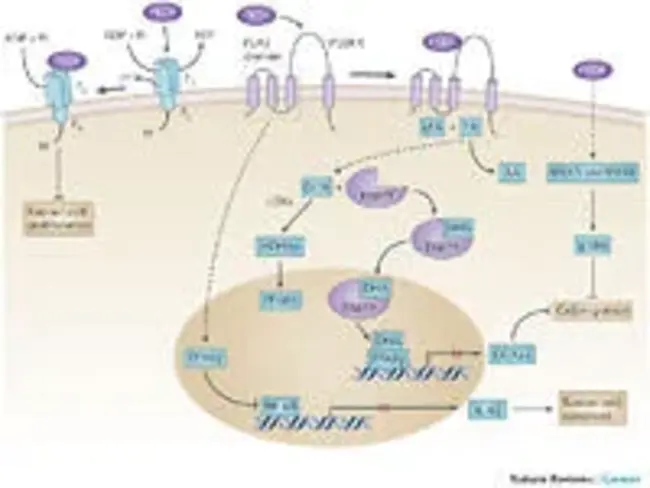 Phospholipase A2 : 磷脂酶A2