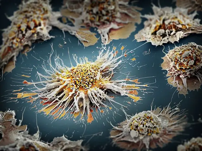 Dendritic Cells : 树突状细胞