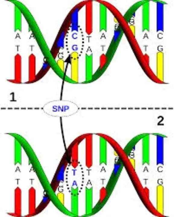 Single-Nucleotide Polymorphism : 单核苷酸多态性