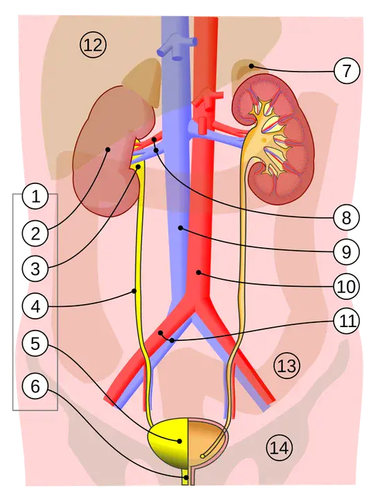 Lower Urinary Tract : 下尿路