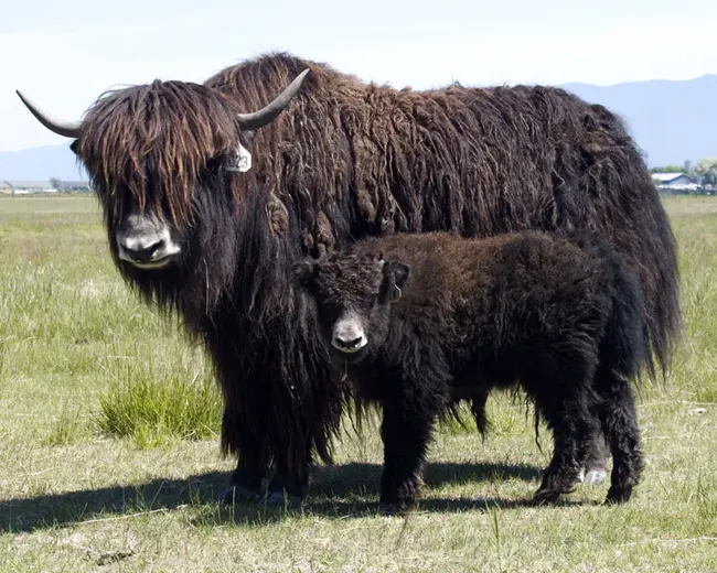 Yaks Only Like Oranges : 牦牛只喜欢橘子