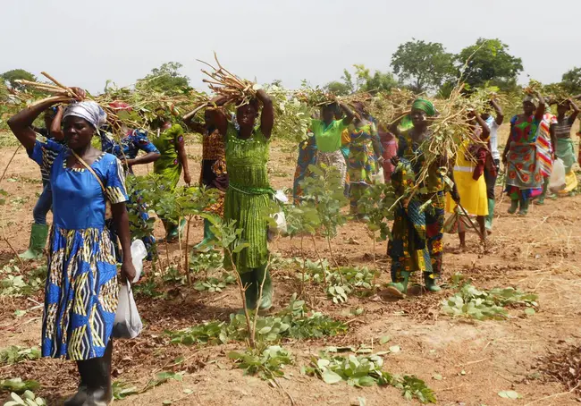 African Network for Agriculture, Agroforestry and Natural Resources Education : 非洲农业、农林业和自然资源教育网