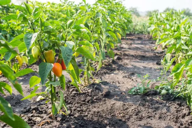 Greater Toronto Area Agriculture Action Plan : 大多伦多地区农业行动计划