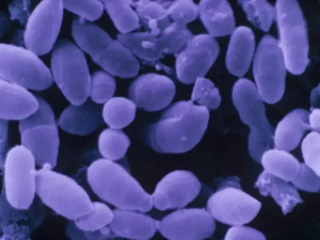Gram-Negative Bacteria : 革兰氏阴性菌