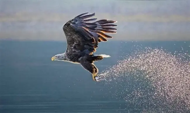 White Tailed Sea Eagle : 白尾海鹰