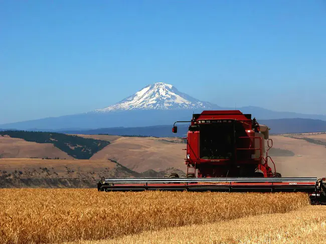 Wheat Based Nutrient Programme : 小麦营养计划