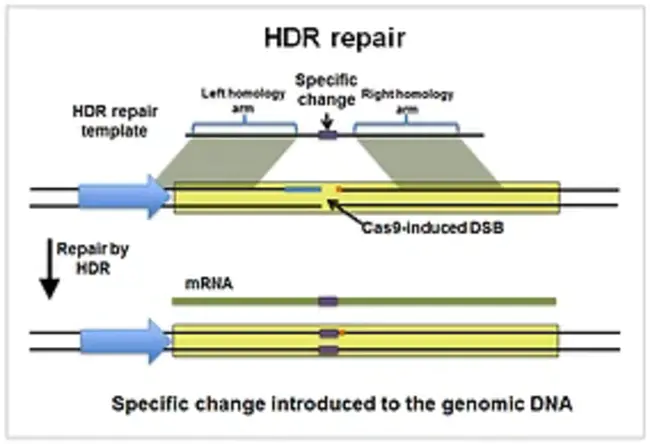 Homology-Directed Repair : 同源定向修复