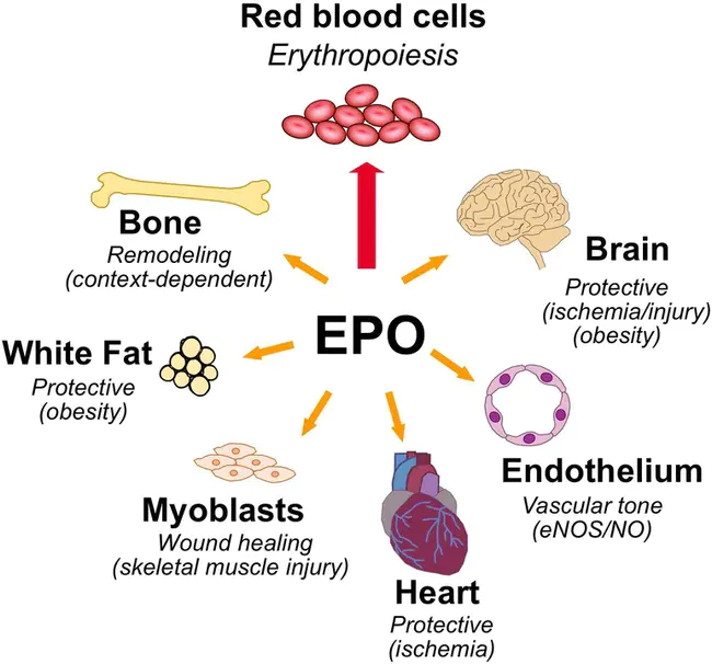 Erythropoiesis-stimulating agent(s) : 红细胞生成刺激剂