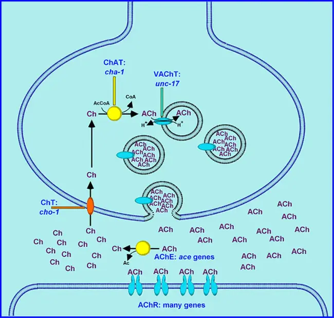 acetyl cholinesterase : 乙酰胆碱酯酶