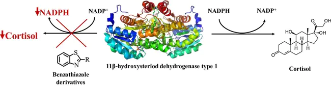 3ß-HydroxySteroid Dehydrogenase : 3-羟甾类脱氢酶
