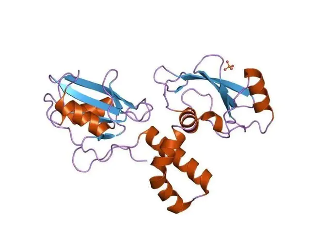 tyrosine kinase-A : 酪氨酸激酶-A