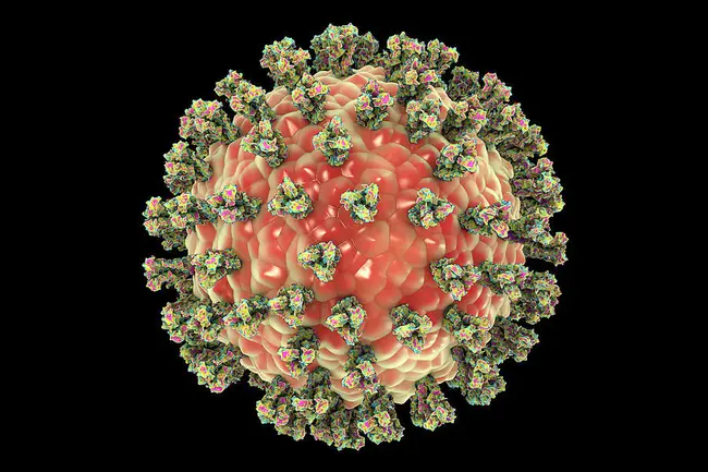 parainfluenza viruses : 副流感病毒