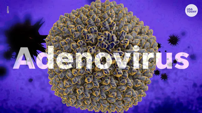 adenoviruses : 腺病毒