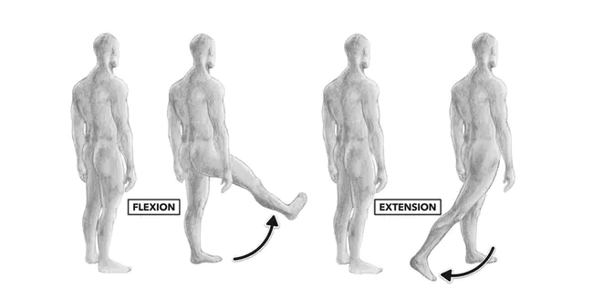 Hip Disarticulation : 髋关节脱位